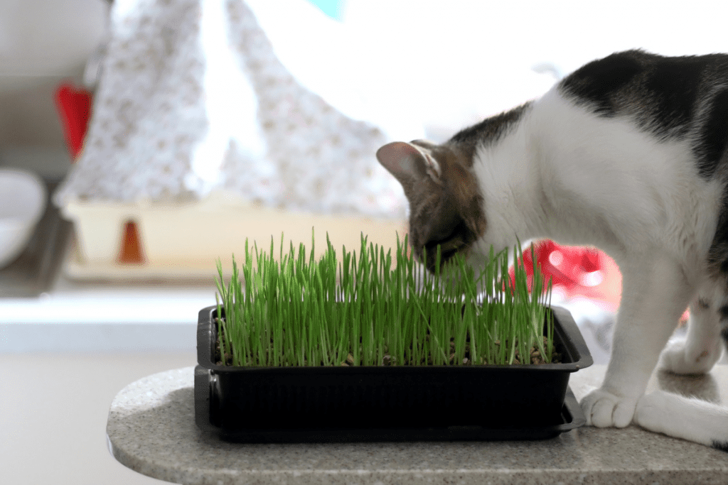 how to plant cat grass 1