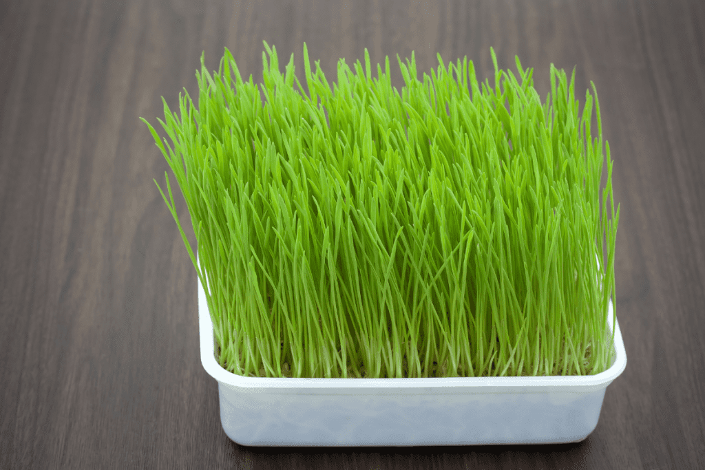 how to plant cat grass 2