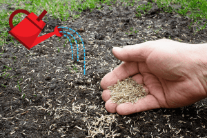 how often to water grass seed