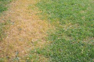 how to add nitrogen to lawn naturally 1