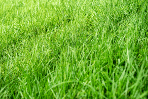 how to add potassium to lawn