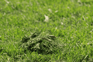 how to pick up grass clippings