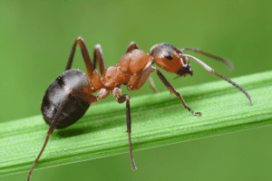 kill ants in yard 1