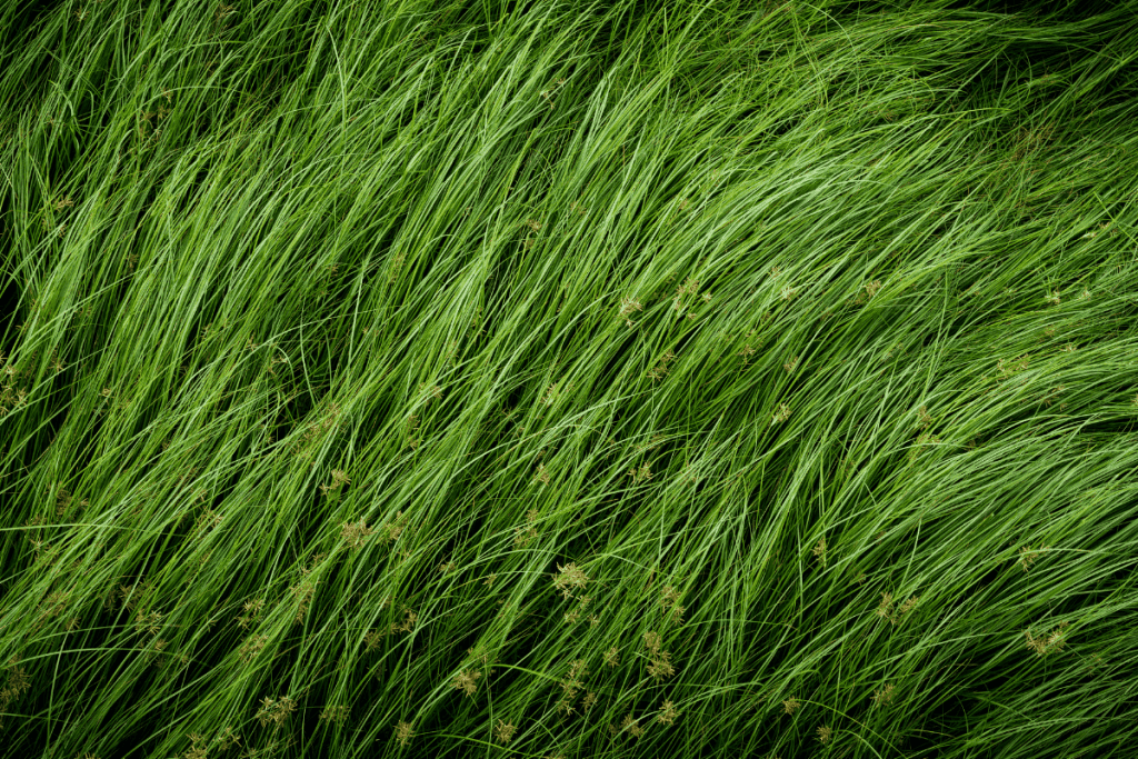 weeds that look like grass annual nutsedge