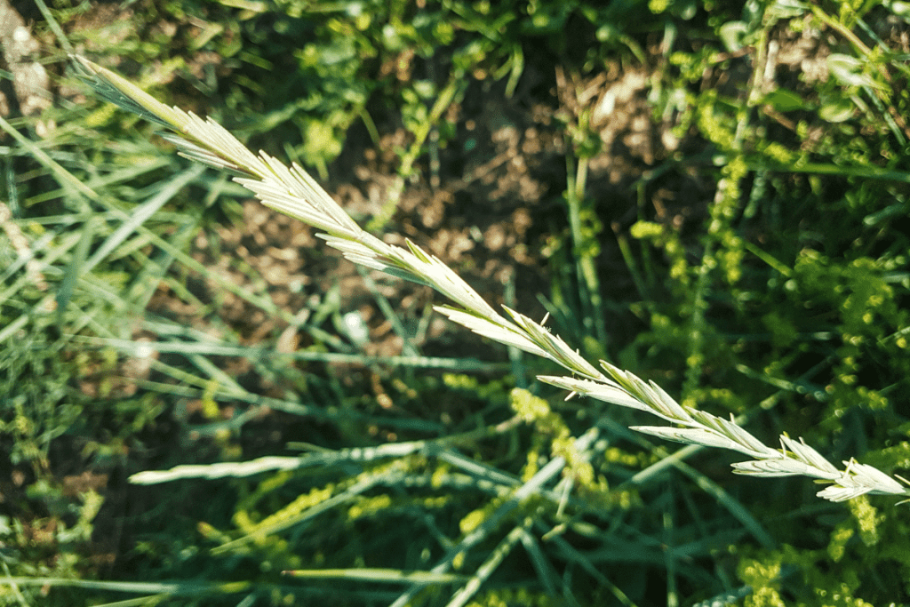 weeds that look like grass couchgrass