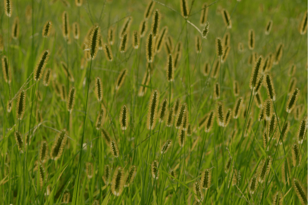weeds that look like grass foxtail