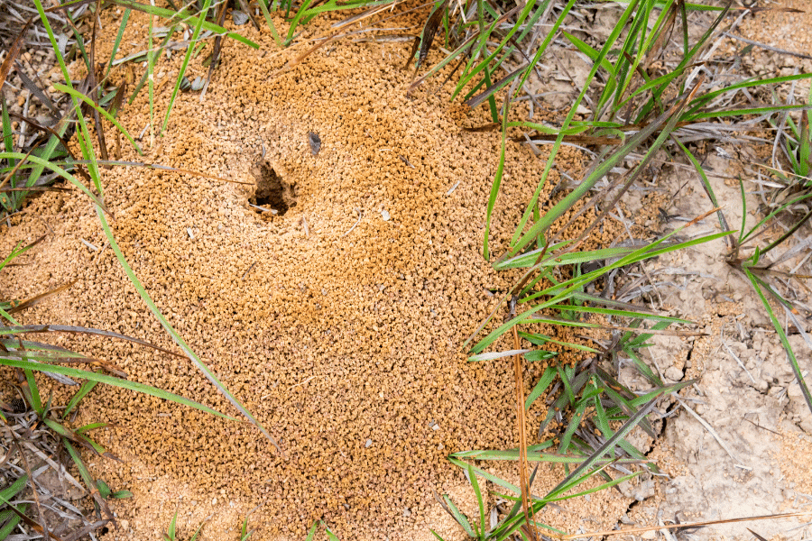 ant hills all over yard 1