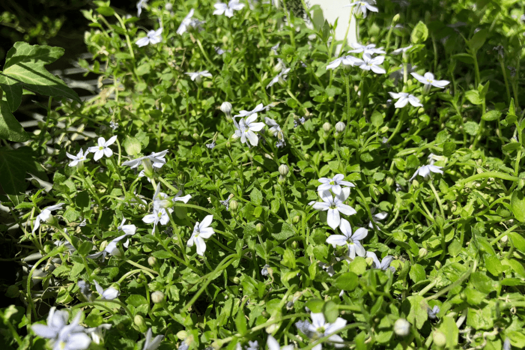 best ground cover plants to prevent weeds blue star creeper