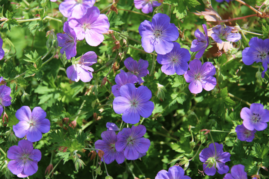 best ground cover plants to prevent weeds cranesbill
