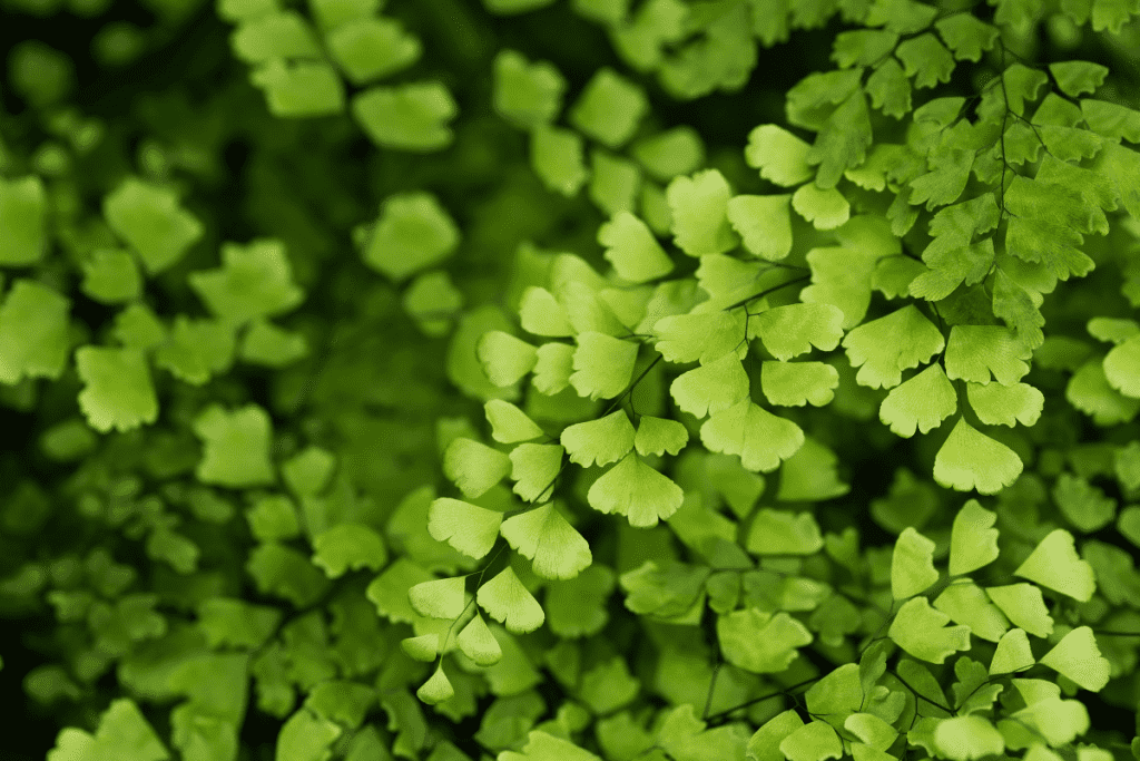 best ground cover plants to prevent weeds creeping jenny