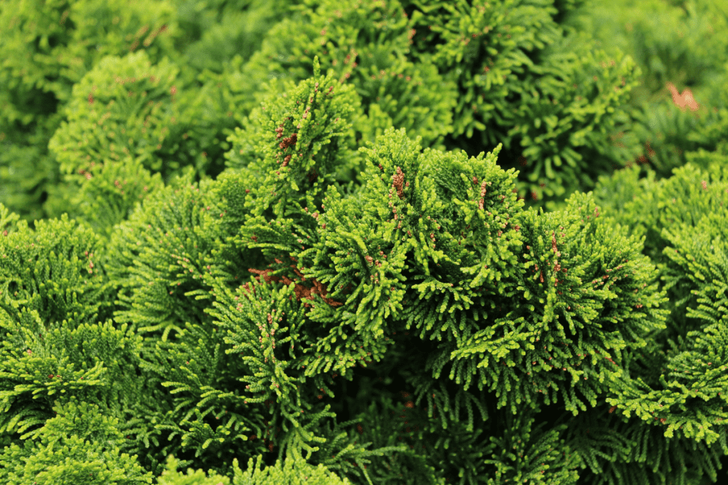 best ground cover plants to prevent weeds creeping juniper