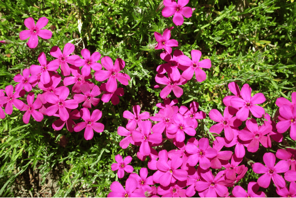 best ground cover plants to prevent weeds creeping phlox