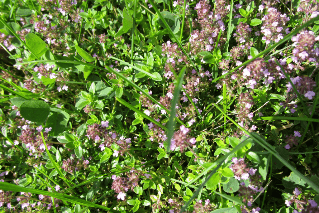 best ground cover plants to prevent weeds creeping thyme