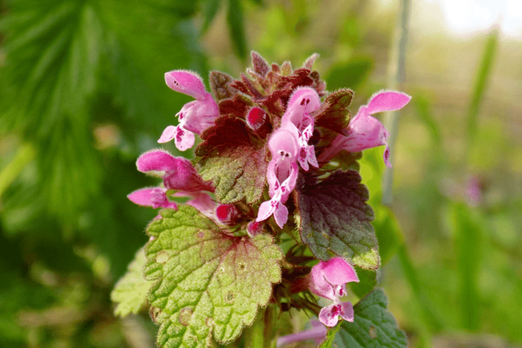 best ground cover plants to prevent weeds dead nettle