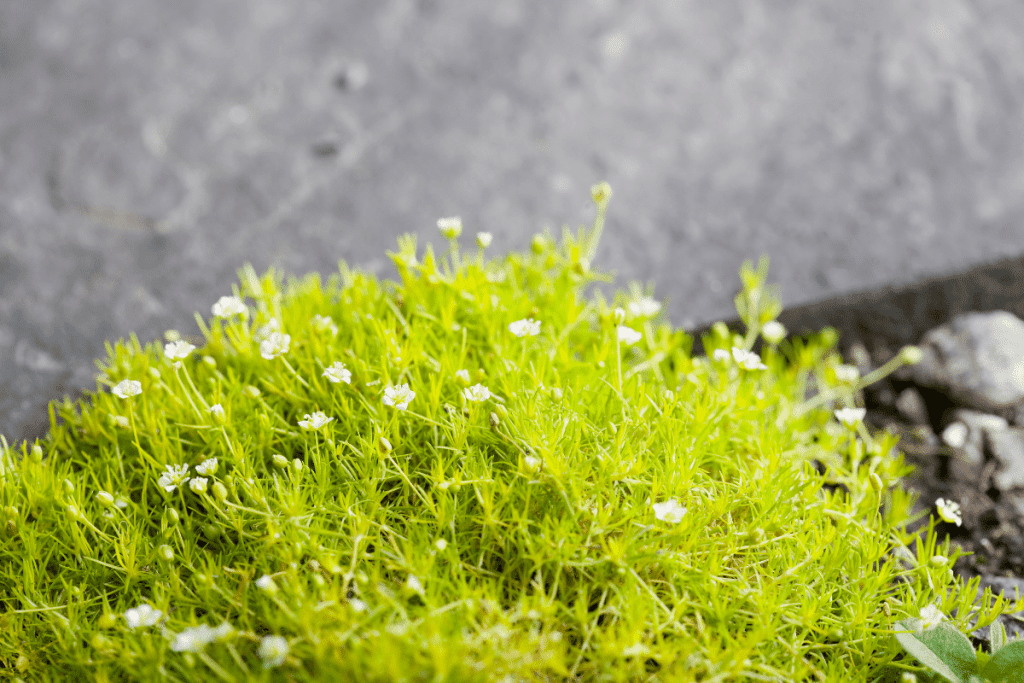 best ground cover plants to prevent weeds irish moss