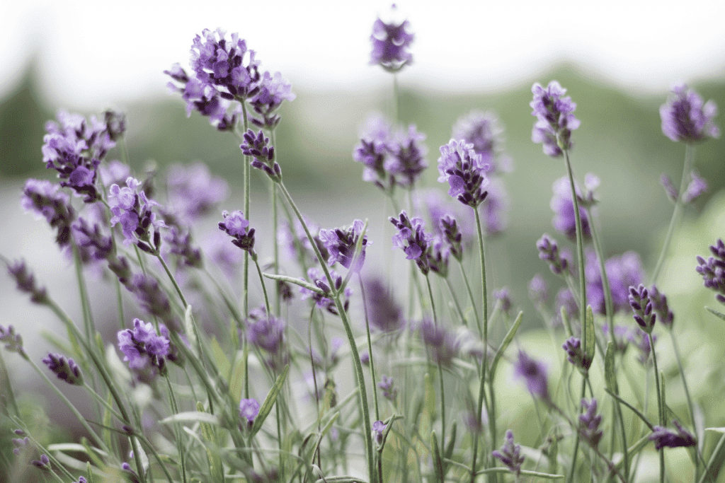 best ground cover plants to prevent weeds lavender