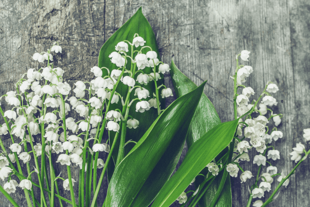 best ground cover plants to prevent weeds lily of the valley