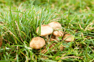 how to get rid of mushrooms in yard 1