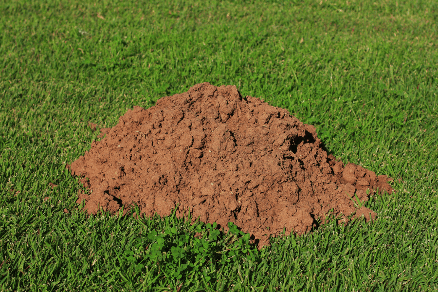 what causes mounds of dirt on the lawn 1