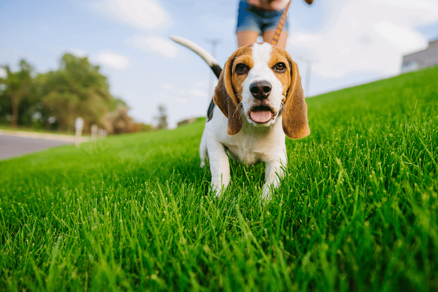what is the best grass for dogs 1