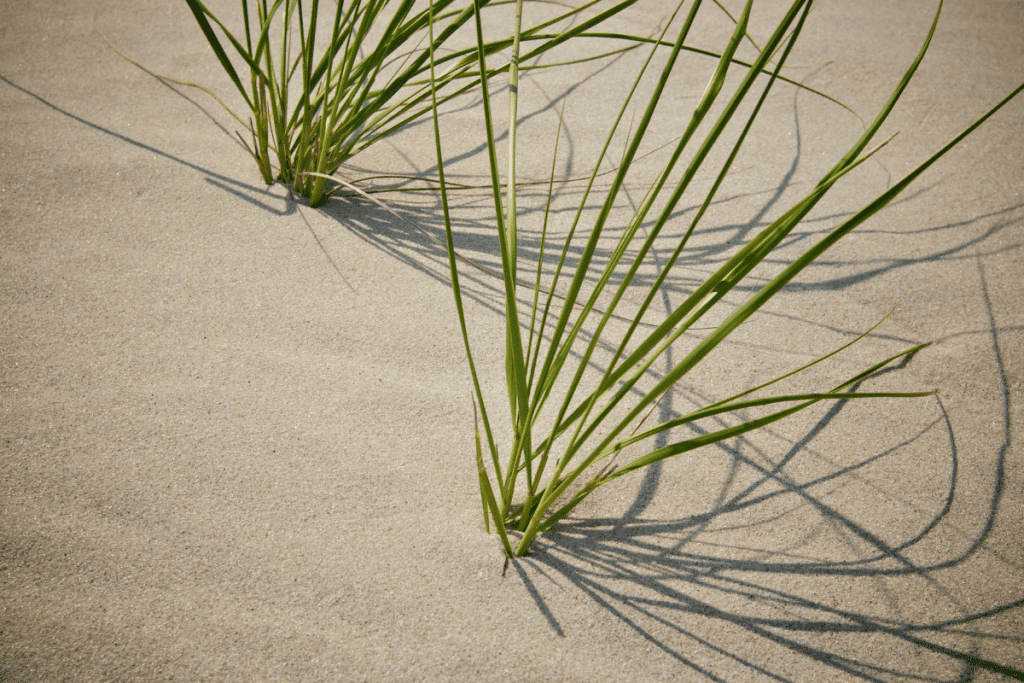 what kind of grass grows in sand 1