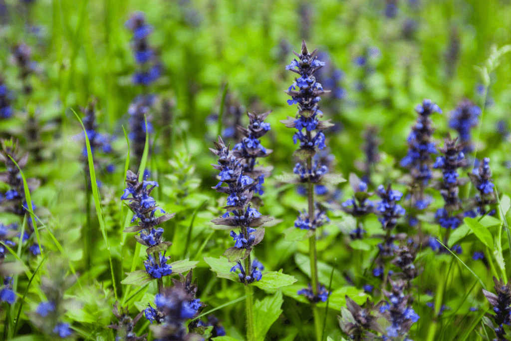 best ground cover plants to prevent weeds bugleweed