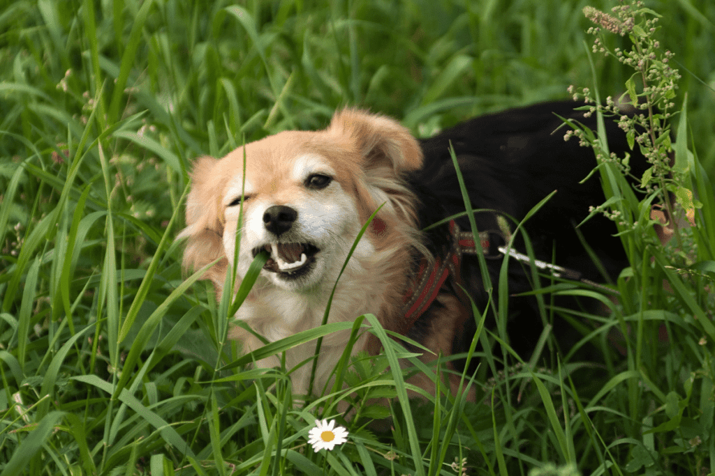how to grow grass with dogs 1