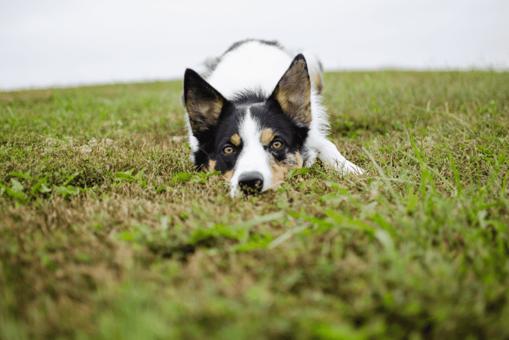 how to grow grass with dogs 2