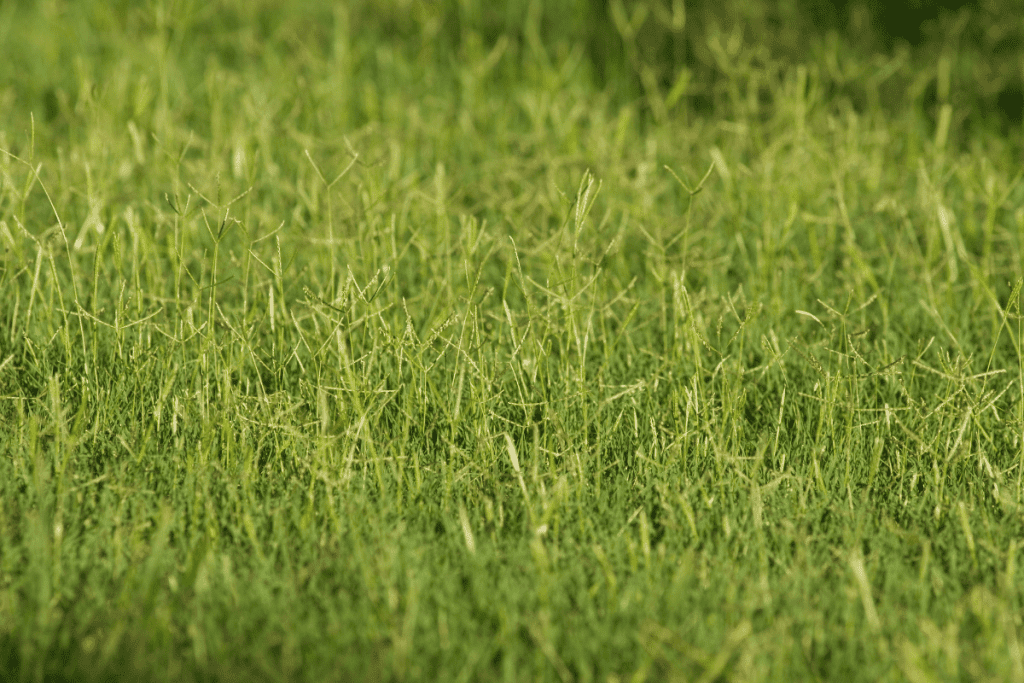 how to remove bermuda grass