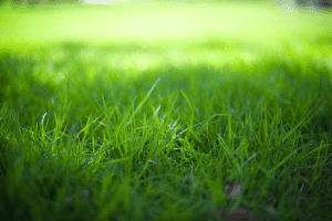 what is the best fertilizer for zoysia grass