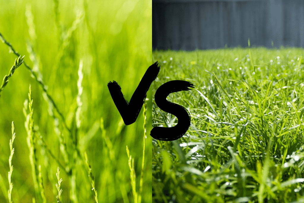 what is the difference between annual and perennial grass seed