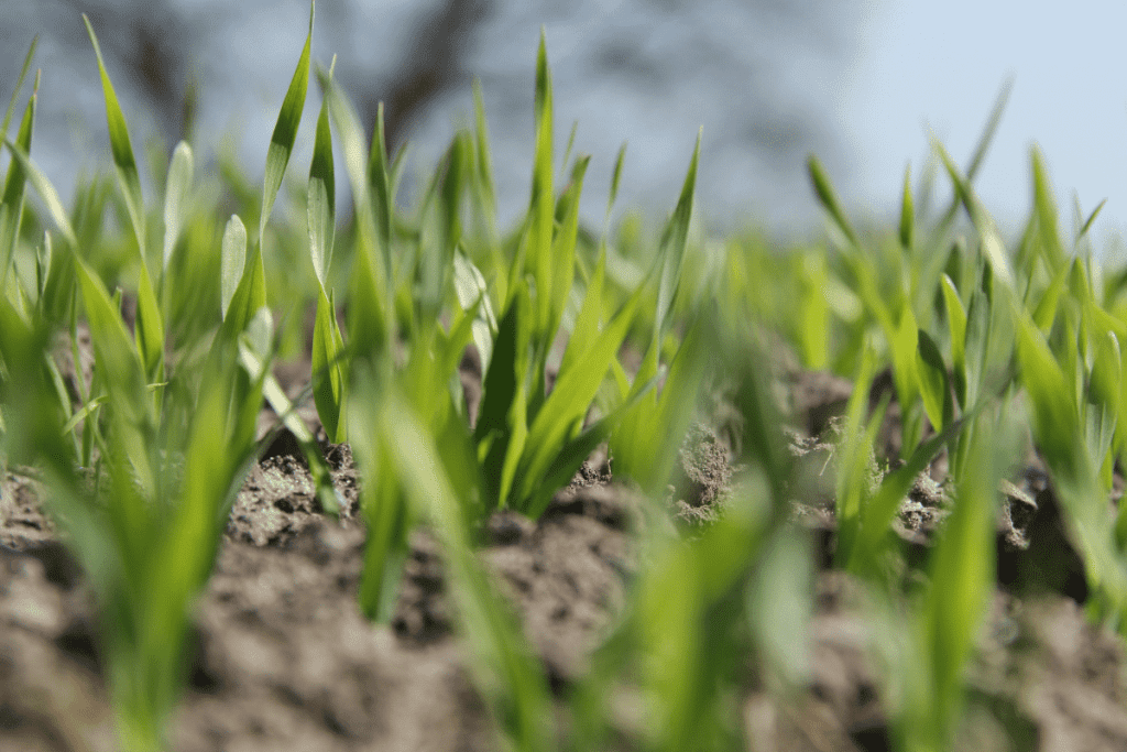 what to do if grass seed doesn't grow 1