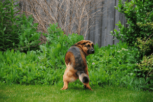 how to keep a dog from pooping in your yard 1