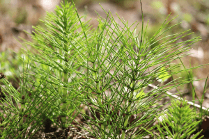 how to kill horsetail weed 1