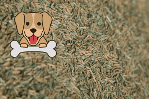 is grass seed safe for dogs 1
