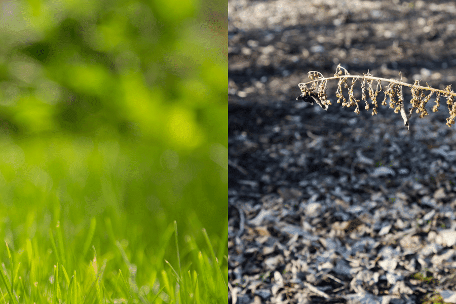 what type of fertilizer for bermuda grass 2