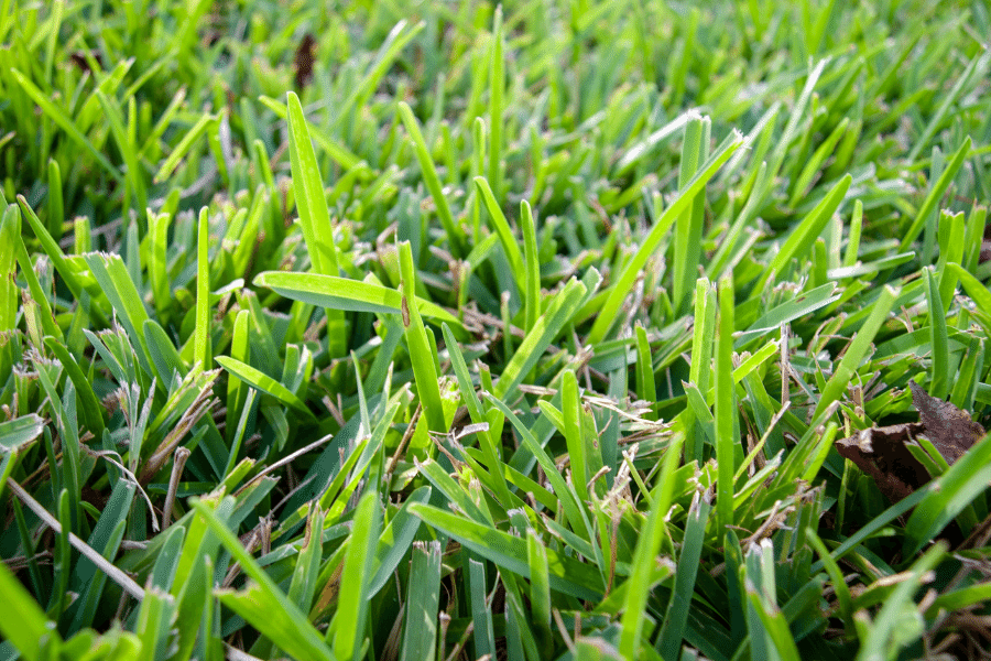 when is the best time to plant st augustine grass 1