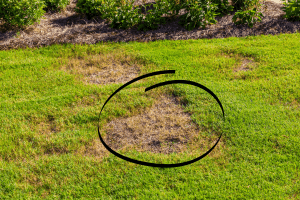 how to fix dead spots in st augustine grass