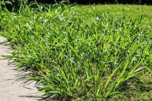how to get rid of crabgrass in the summer 1