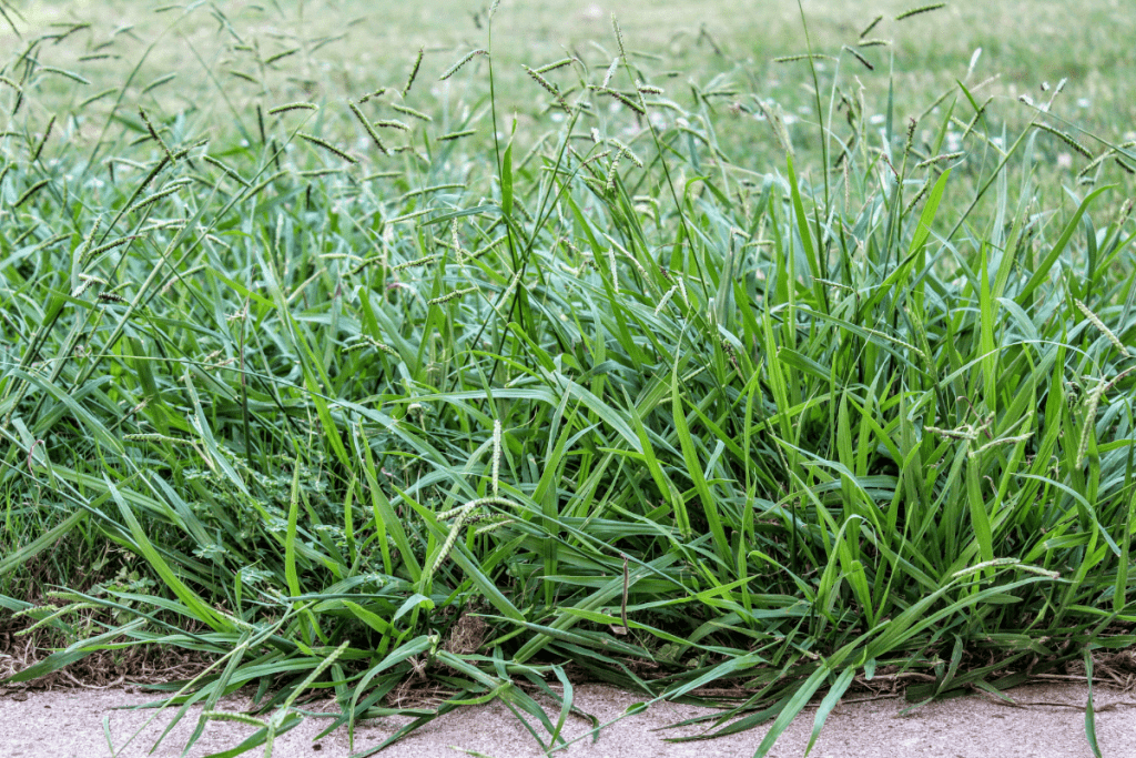 how to get rid of crabgrass in the summer 3