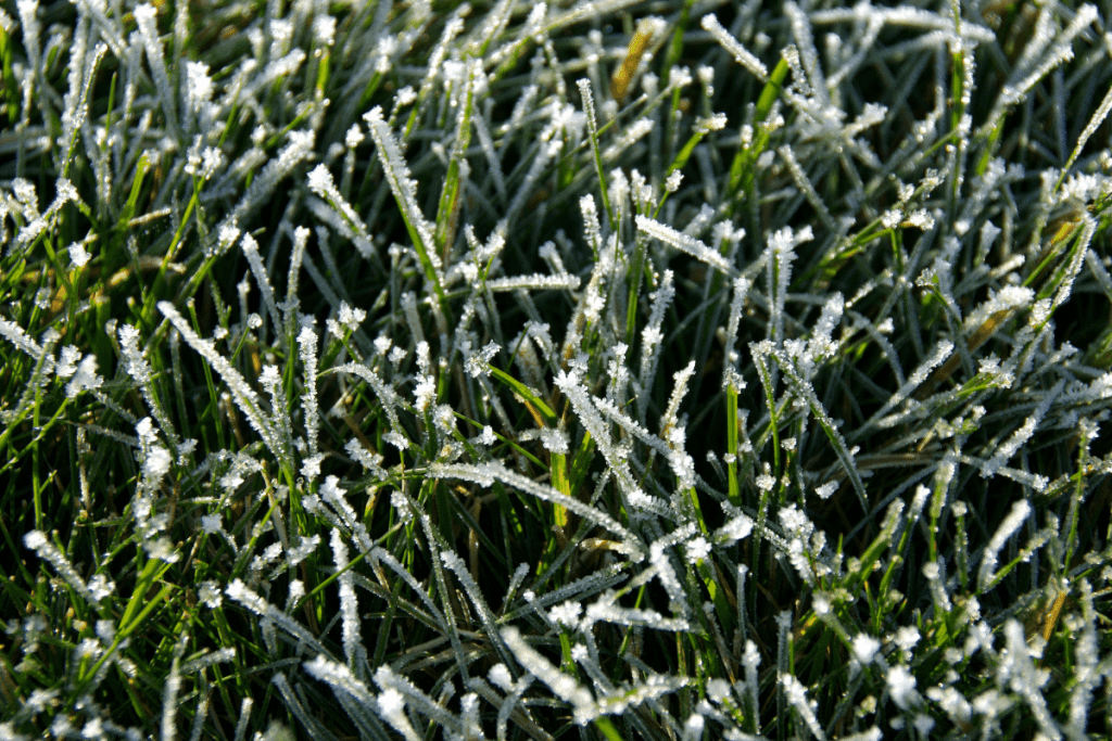how to protect new grass from frost 1