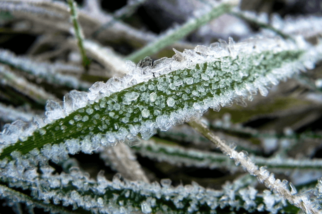 how to protect new grass from frost 2
