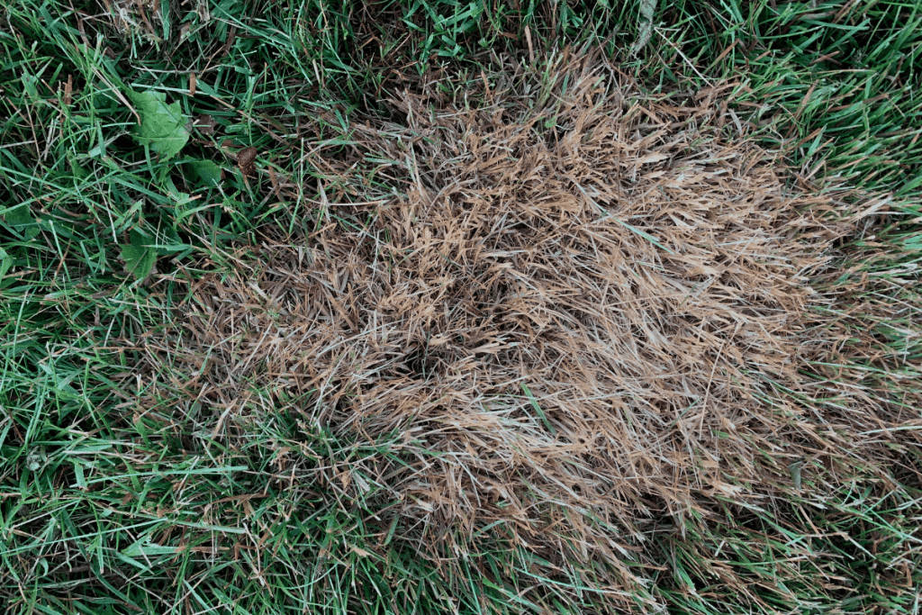 why is my zoysia grass dying 1