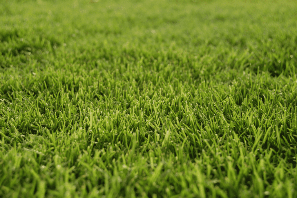 how short to cut bermuda grass
