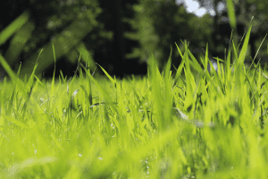 what grass to mix with tall fescue