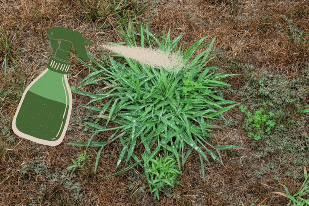 can crabgrass preventer be applied to wet grass