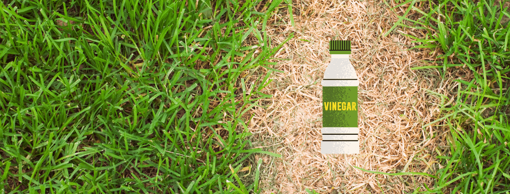 cleaning grass from vinegar