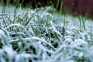 how cold is too cold for grass seed
