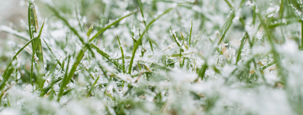 watering grass in winter