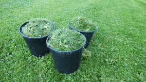 can you use grass clippings to cover grass seed